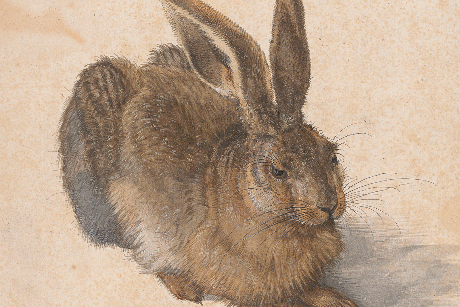 Albertina_Albrecht_Duerer_Feldhase