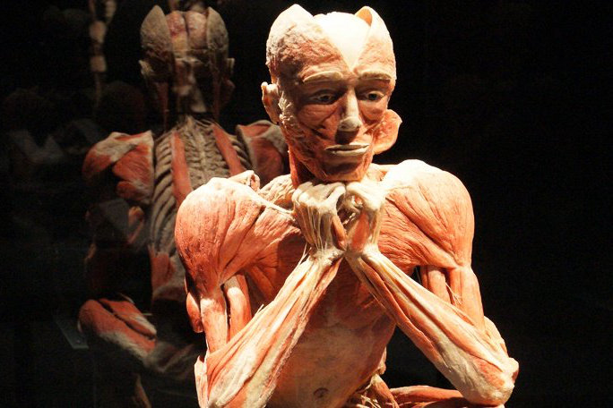 Gunther von Hagens‘ KÖRPERWELTEN 