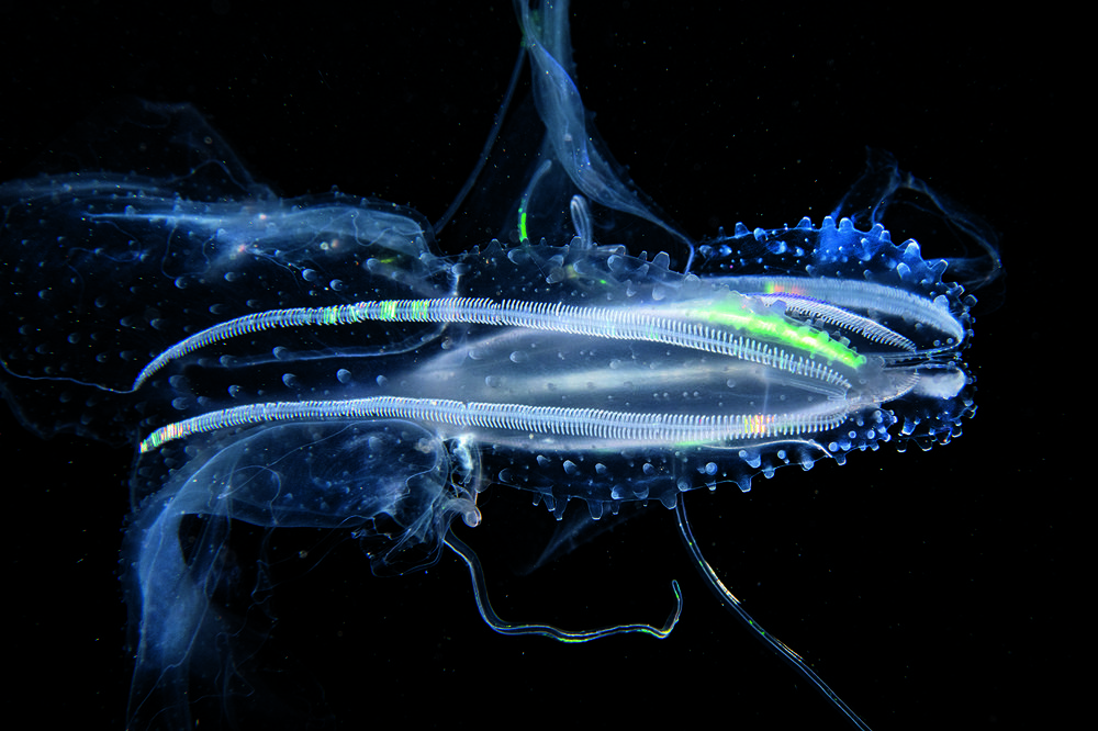 WestLicht_Unter Wasser