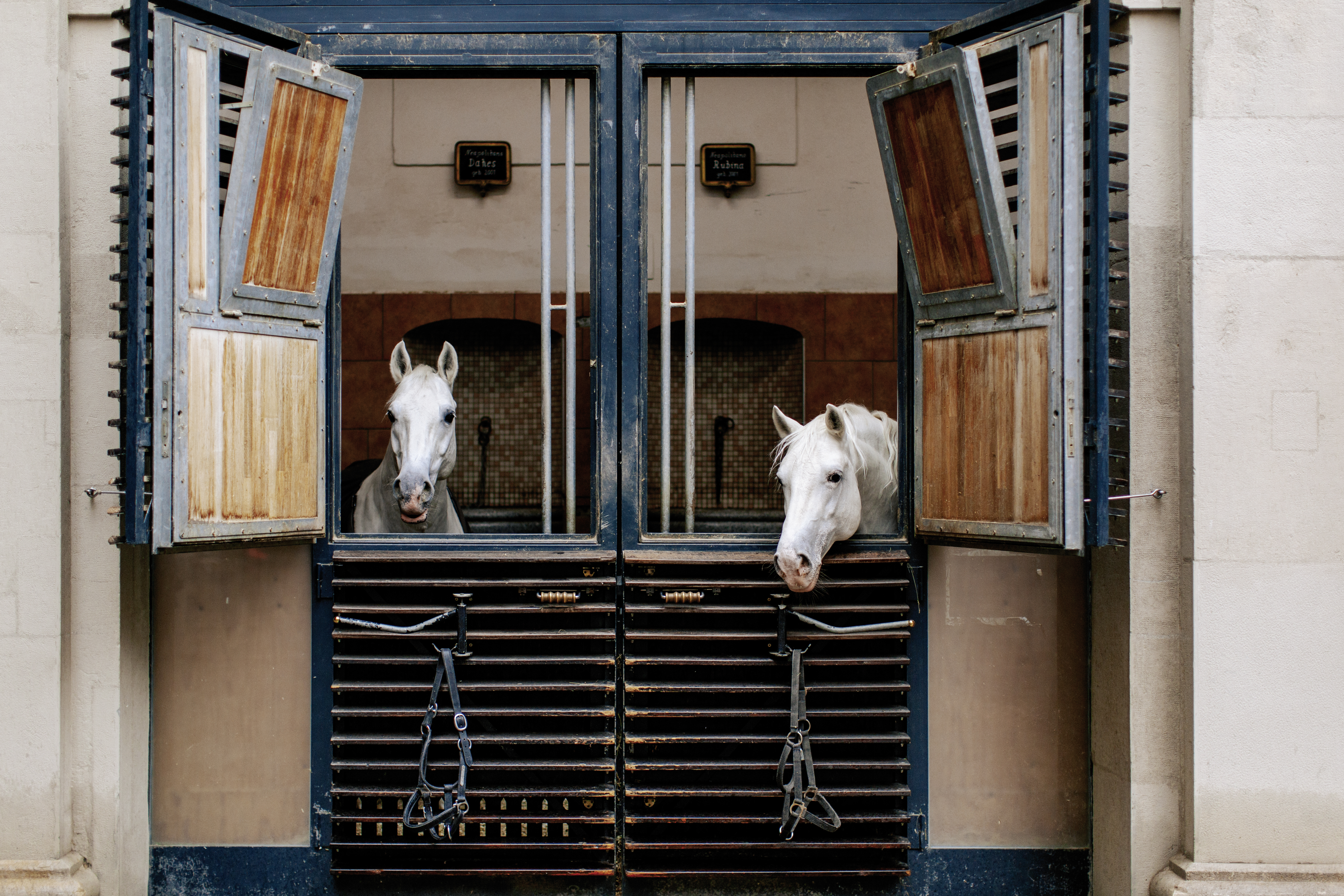 The photo shows two Lipizzaner stallions looking out of their stalls in the Stallburg of the Spanish Riding School