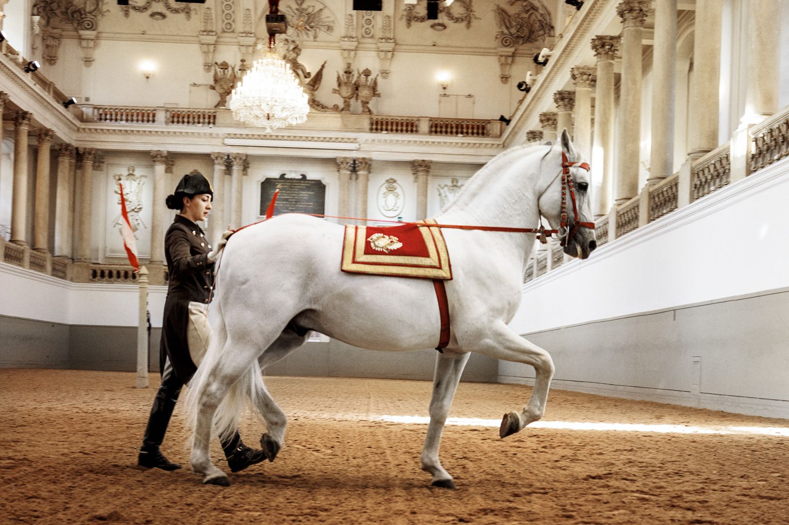 The photo shows a Lipizzaner stallion with his rider during a demonstration at the Spanish Riding School