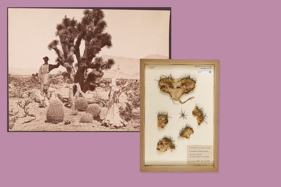 Die Aufnahme zeigt einerseits eine historische Fotografie einer Pflanze in einer Wüstenregion, andererseits ein Schauobjekt dieser Pflanze aus dem Naturhistorischesm Museum